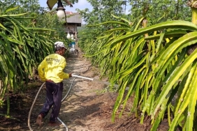 petani-banyuwangi-waswas-tambang-emas-ilegal-[1]