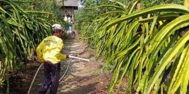 petani-banyuwangi-waswas-tambang-emas-ilegal-[1]