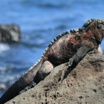 penampakan-mirip-godzilla,-reptil-ini-ternyata-pemakan-rumput-laut