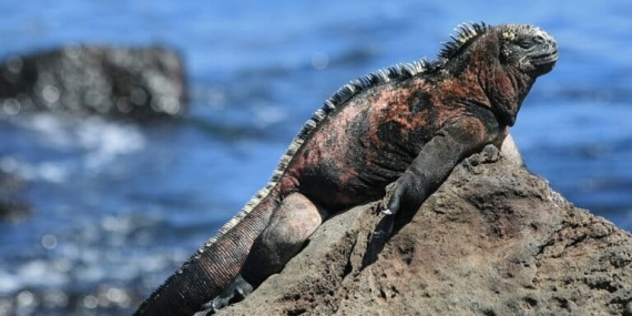 penampakan-mirip-godzilla,-reptil-ini-ternyata-pemakan-rumput-laut