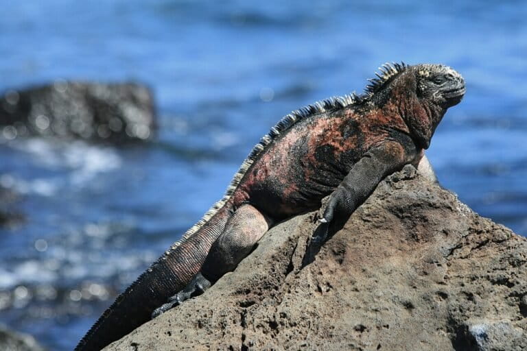 penampakan-mirip-godzilla,-reptil-ini-ternyata-pemakan-rumput-laut