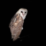 nasib-tragis-burung-hantu-di-ntt,-dibakar-hidup-hidup-karena-dianggap-pembawa-petaka