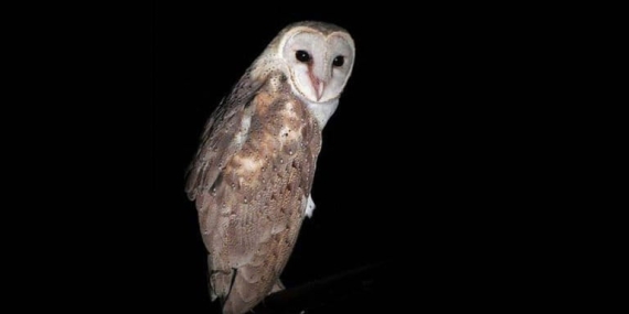 nasib-tragis-burung-hantu-di-ntt,-dibakar-hidup-hidup-karena-dianggap-pembawa-petaka