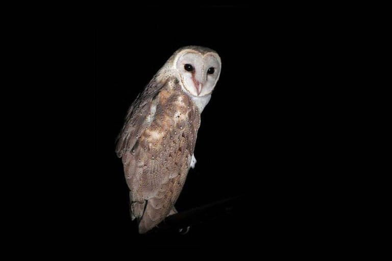nasib-tragis-burung-hantu-di-ntt,-dibakar-hidup-hidup-karena-dianggap-pembawa-petaka
