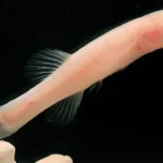 hidup-tanpa-mata-di-dalam-gua,-ikan-“iblis”-ini-diduga-salah-satu-yang-terlangka-di-dunia