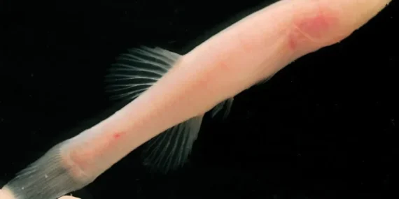 hidup-tanpa-mata-di-dalam-gua,-ikan-“iblis”-ini-diduga-salah-satu-yang-terlangka-di-dunia