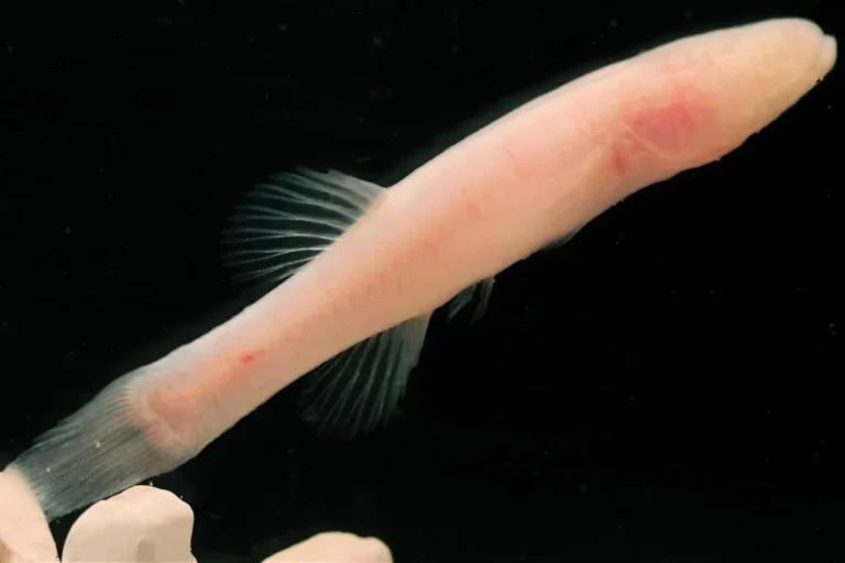 hidup-tanpa-mata-di-dalam-gua,-ikan-“iblis”-ini-diduga-salah-satu-yang-terlangka-di-dunia