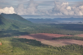 ekspansi-sawit-di-kapuas-hulu:-penolakan-masyarakat-adat-dan-murungnya-orangutan