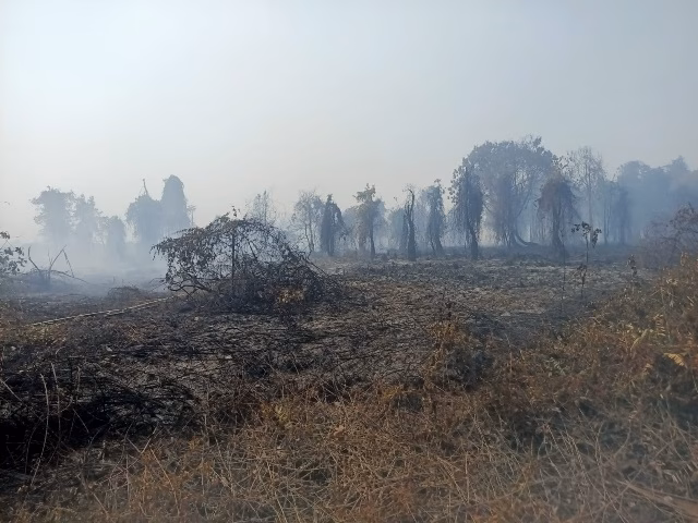 ubi-bombing-untuk-atasi-karhutla,-inovasi-atau-wacana?