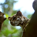 di-balik-hilangnya-hutan,-ada-kucing-batu-yang-terdesak-hidupnya