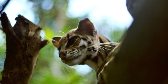di-balik-hilangnya-hutan,-ada-kucing-batu-yang-terdesak-hidupnya