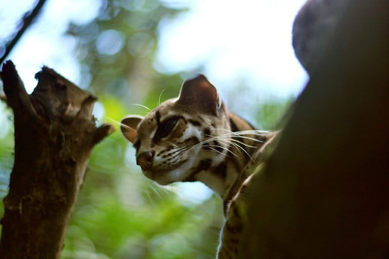 di-balik-hilangnya-hutan,-ada-kucing-batu-yang-terdesak-hidupnya