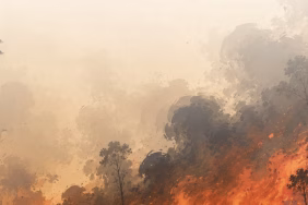 ongkos-mahal-kebakaran-hutan-2026-yang-dipupuk-dan-terus-bertumbuh