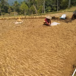 retakan-di-sawah-banten-kidul,-kekeringan-menyerang-pangan-masyarakat-adat