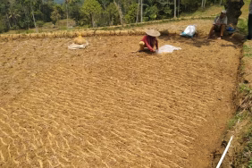 retakan-di-sawah-banten-kidul,-kekeringan-menyerang-pangan-masyarakat-adat