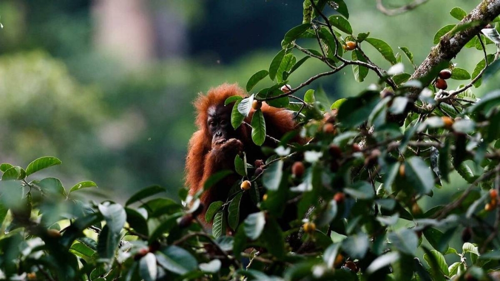 eksplorasi-orang-utan-dan-badak-jawa-masuk-daftar-wisata-satwa-liar-terbaik-dunia