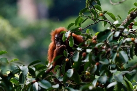 eksplorasi-orang-utan-dan-badak-jawa-masuk-daftar-wisata-satwa-liar-terbaik-dunia