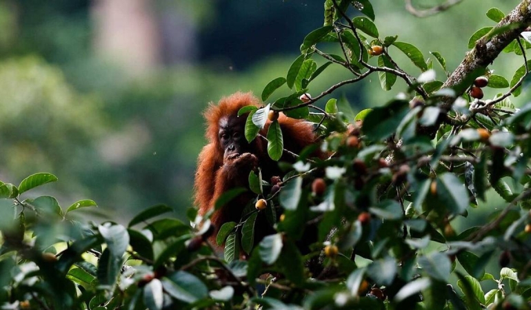 eksplorasi-orang-utan-dan-badak-jawa-masuk-daftar-wisata-satwa-liar-terbaik-dunia