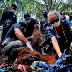 akibat-karhutla,-7-individu-orangutan-kalimantan-diselamatkan-di-ketapang