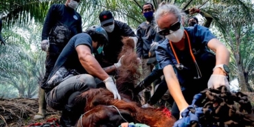 akibat-karhutla,-7-individu-orangutan-kalimantan-diselamatkan-di-ketapang