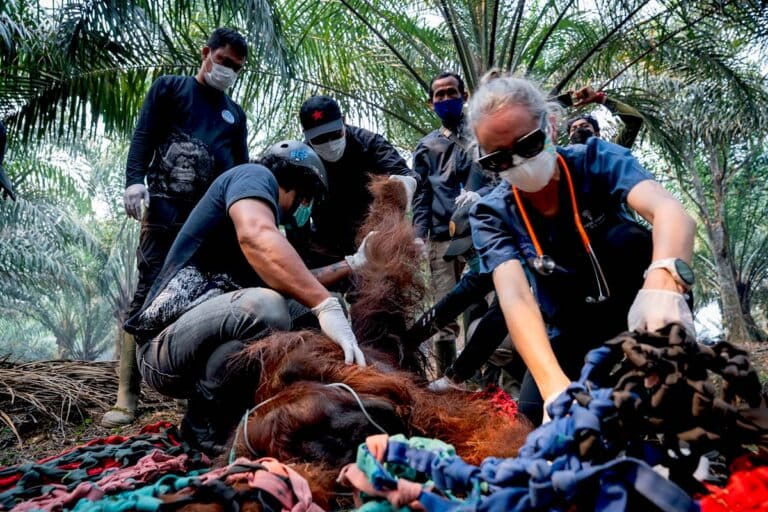akibat-karhutla,-7-individu-orangutan-kalimantan-diselamatkan-di-ketapang