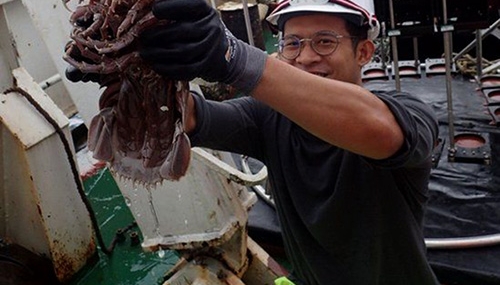 kecoak-laut-raksasa,-penghuni-laut-dalam-dari-perairan-jawa