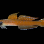 inilah-stiphodon-annieae,-ikan-unik-yang-menghubungkan-sungai-dan-laut-halmahera