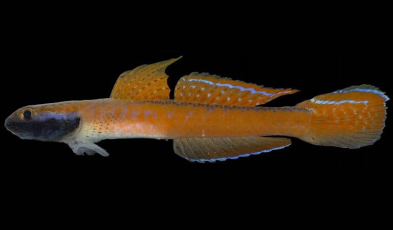 inilah-stiphodon-annieae,-ikan-unik-yang-menghubungkan-sungai-dan-laut-halmahera