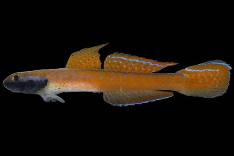 inilah-stiphodon-annieae,-ikan-unik-yang-menghubungkan-sungai-dan-laut-halmahera