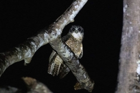 bukan-pembawa-petaka,-burung-hantu-justru-bantu-petani-jaga-lahan-pertanian