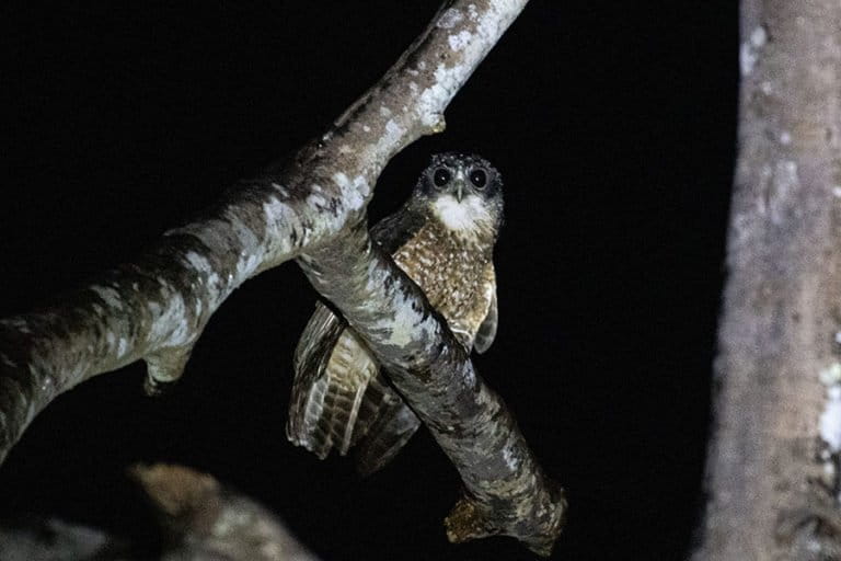 bukan-pembawa-petaka,-burung-hantu-justru-bantu-petani-jaga-lahan-pertanian