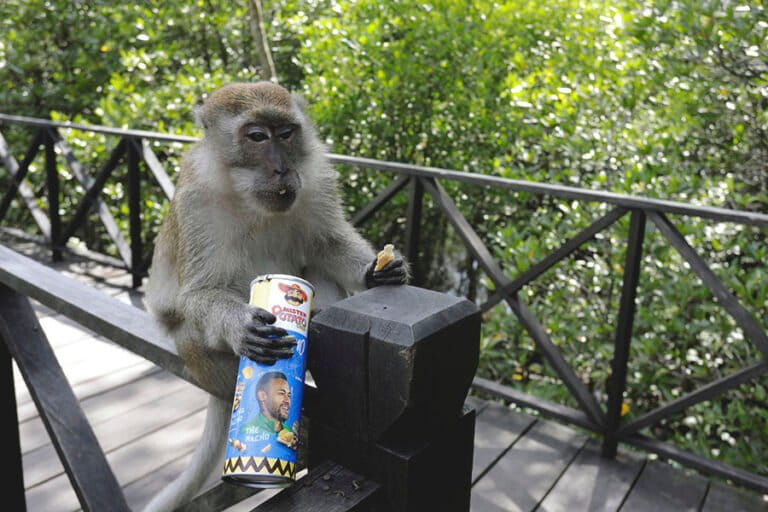memberi-makan-monyet-liar,-niat-baik-yang-membawa-penyakit