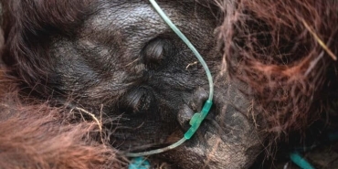 asap-karhutla-ancam-kehidupan-orangutan,-tak-hanya-habitat-dan-kesehatan,-bahkan-kematian