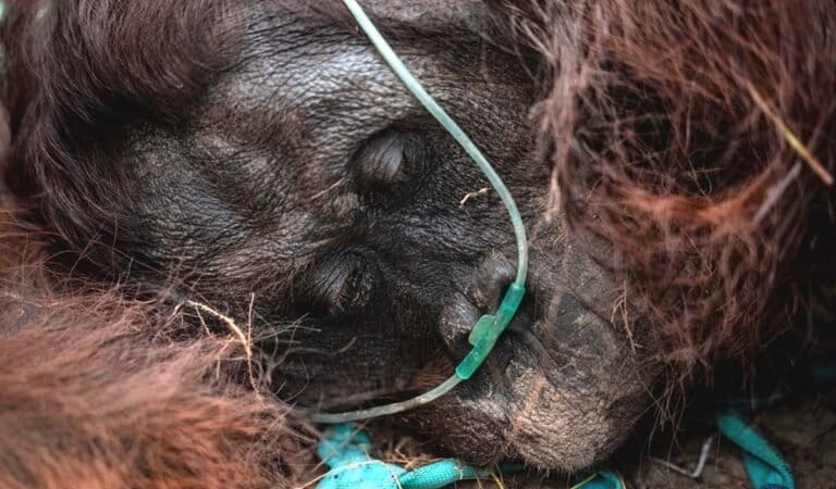 asap-karhutla-ancam-kehidupan-orangutan,-tak-hanya-habitat-dan-kesehatan,-bahkan-kematian