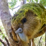 kakapo,-burung-nuri-terberat-di-dunia-yang-hampir-musnah-karena-kucing-dan-cerpelai