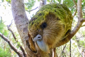 kakapo,-burung-nuri-terberat-di-dunia-yang-hampir-musnah-karena-kucing-dan-cerpelai