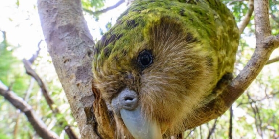 kakapo,-burung-nuri-terberat-di-dunia-yang-hampir-musnah-karena-kucing-dan-cerpelai