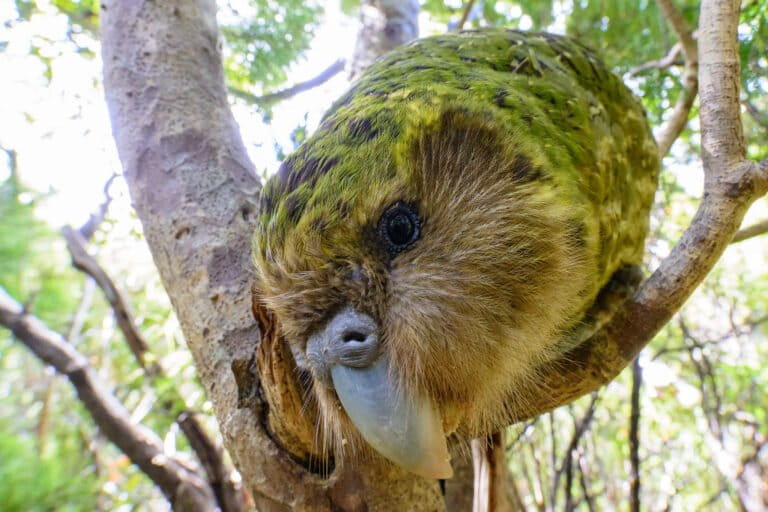 kakapo,-burung-nuri-terberat-di-dunia-yang-hampir-musnah-karena-kucing-dan-cerpelai