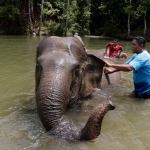 cerita-gogo-gigi-tentang-rumah-gajah-yang-hilang