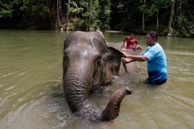 cerita-gogo-gigi-tentang-rumah-gajah-yang-hilang
