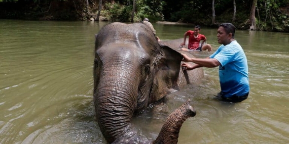 cerita-gogo-gigi-tentang-rumah-gajah-yang-hilang
