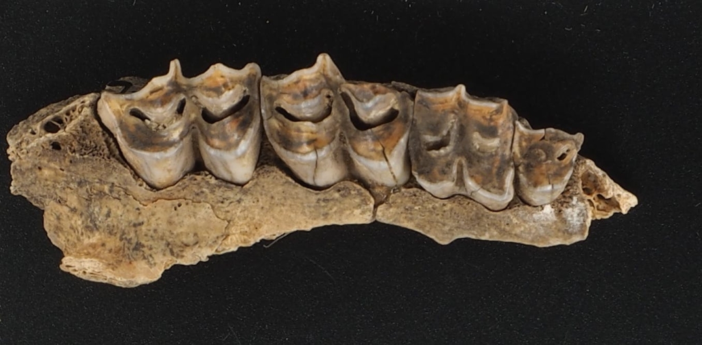 discovery-of-ancient-dna-from-antelope-fossils-in-south-africa-opens-a-new-window-on-the-past