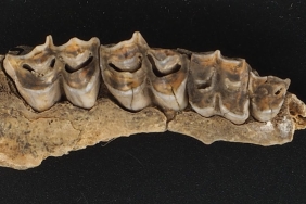 discovery-of-ancient-dna-from-antelope-fossils-in-south-africa-opens-a-new-window-on-the-past