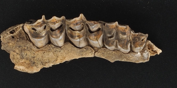 discovery-of-ancient-dna-from-antelope-fossils-in-south-africa-opens-a-new-window-on-the-past