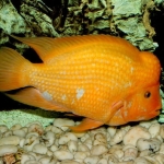 ketika-ikan-invasif-red-devil-berkembang-cepat-dan-jadi-ancaman-serius-ikan-lokal-di-danau-toba