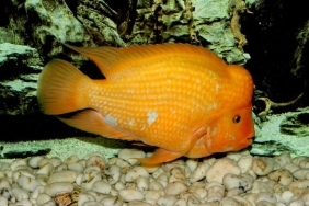 ketika-ikan-invasif-red-devil-berkembang-cepat-dan-jadi-ancaman-serius-ikan-lokal-di-danau-toba