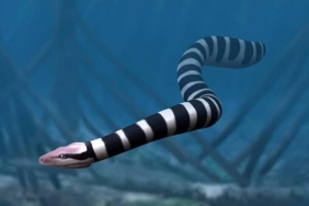 palaeophis-colossaeus,-ular-purba-raksasa-dari-dasar-gurun-pasir-sahara
