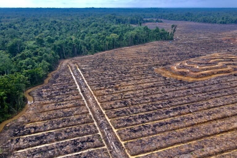 belajar-dari-proyek-pangan-di-merauke