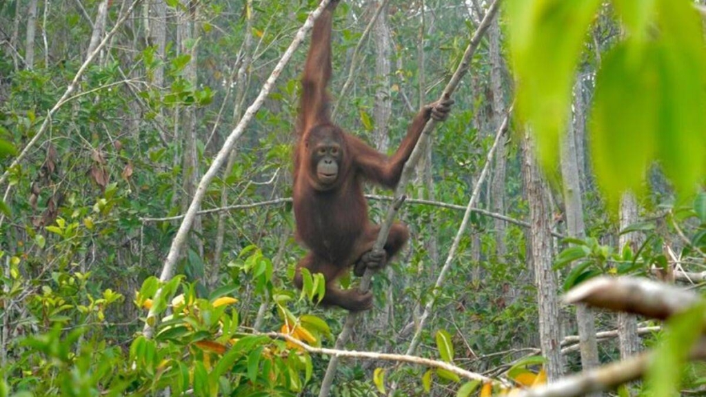 hutan-terbakar-mengusir-satwa-liar,-ri-perlu-siapkan-jalur-aman
