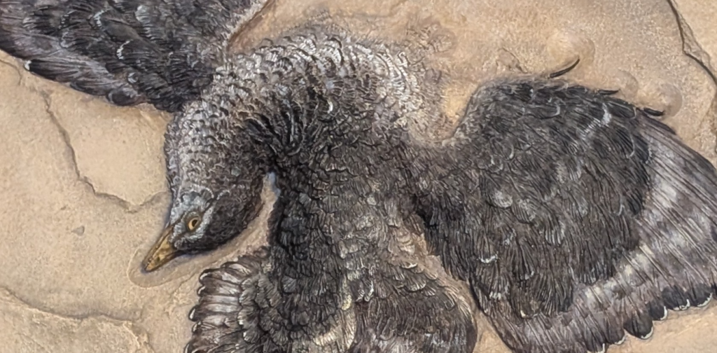 how-the-‘first-bird’-leapt-into-the-sky-and-soared-above-the-dinosaurs